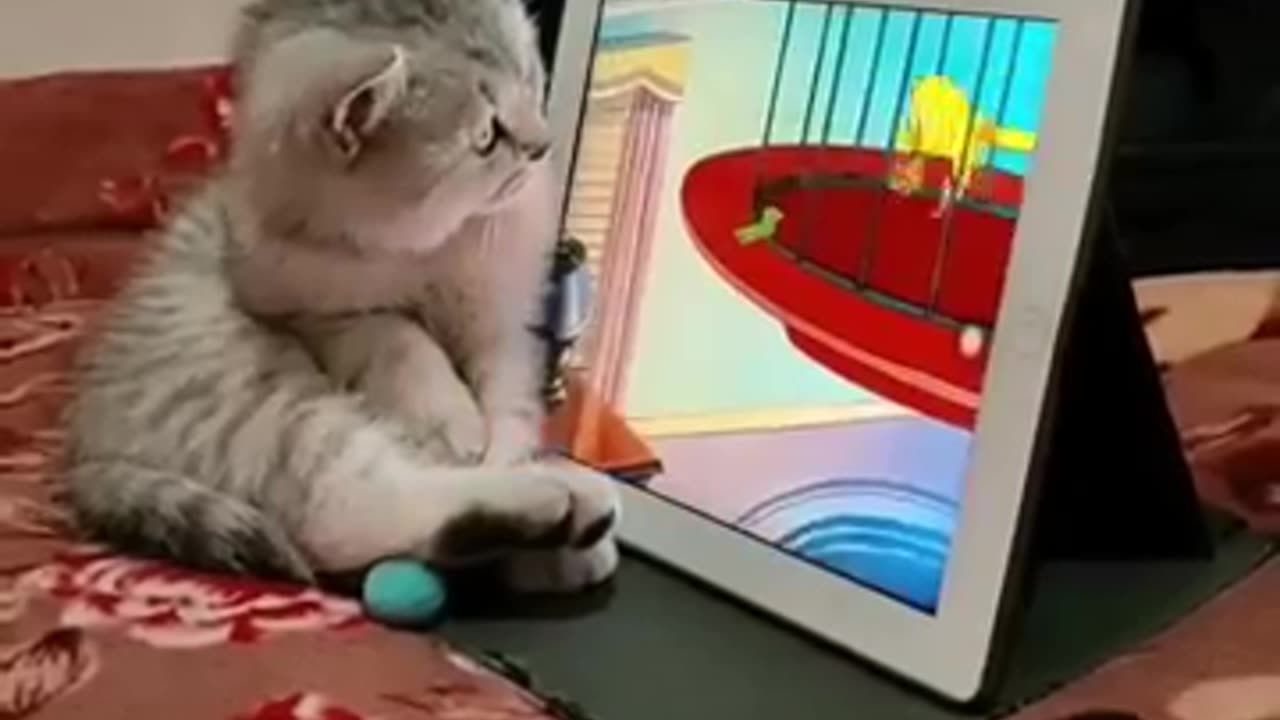 Cat is watching tome and jerry video