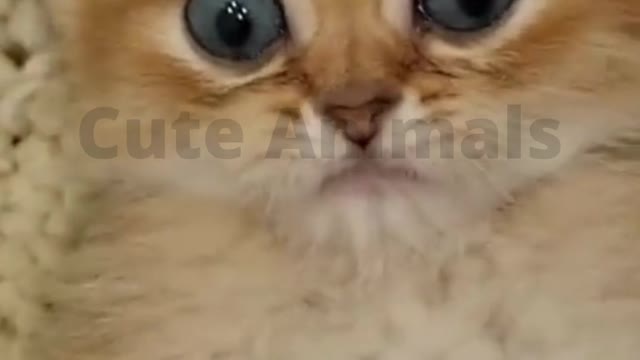 Cute Baby Cat| Cute Animals pk|#cats #cat_funny_video