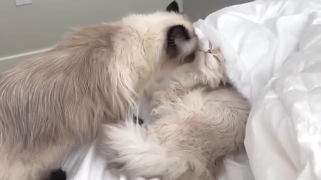 Kitty giving Kitten Goldie her daily bath_batch