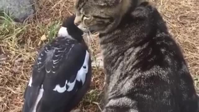 A magpie and a cat 🐱.