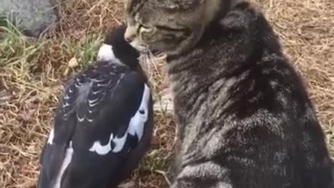 A magpie and a cat 🐱.