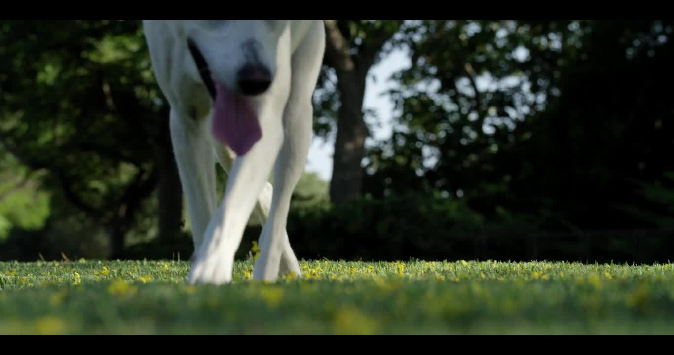The tongue is wide