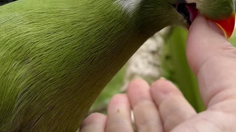 Tame white cheeked turaco bird