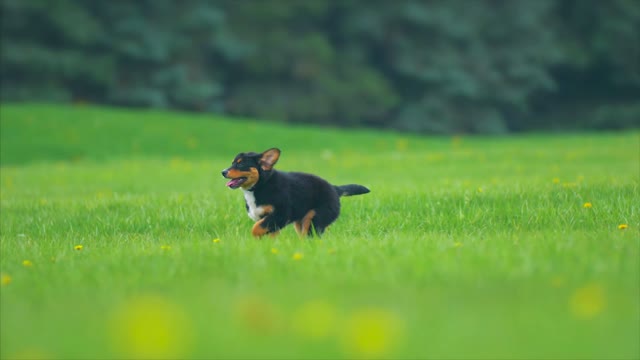 dog running 3