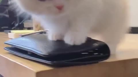 How can i help you kitty?