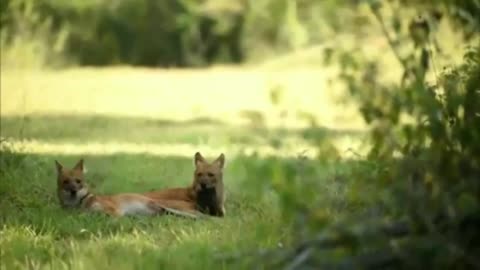 The Dhole or The Indian wild dogs 1