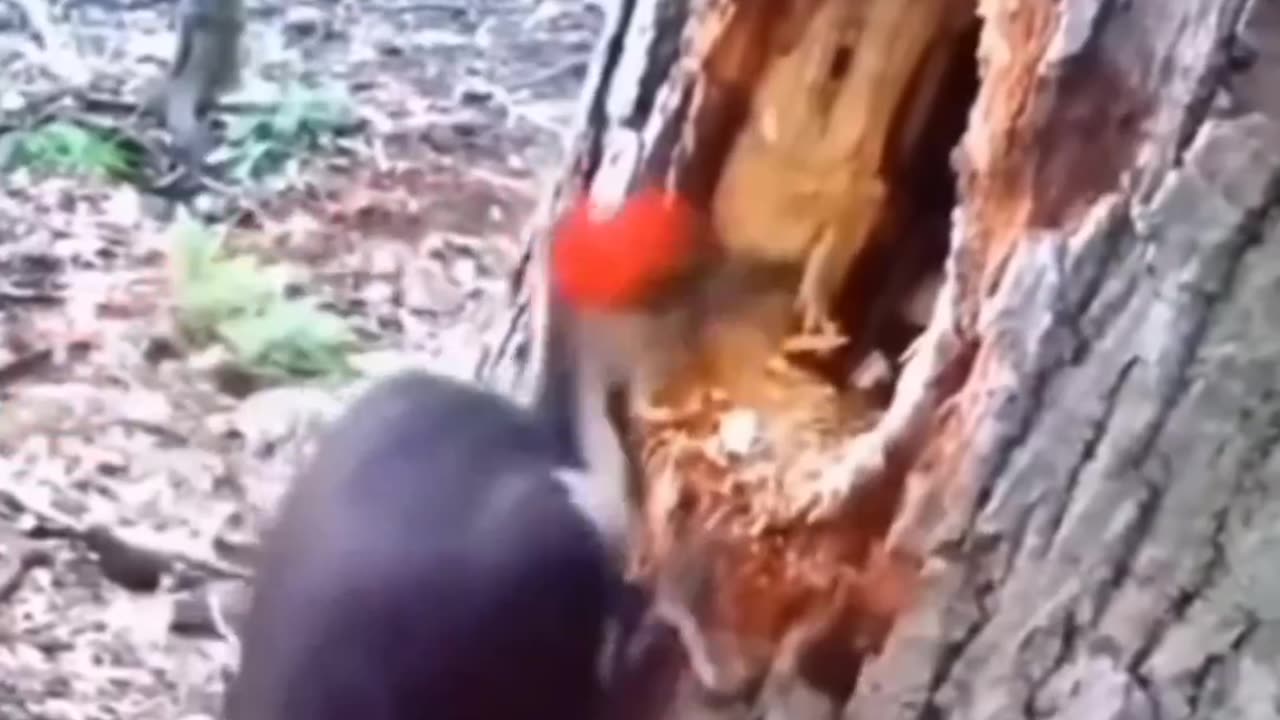 Funny animal video