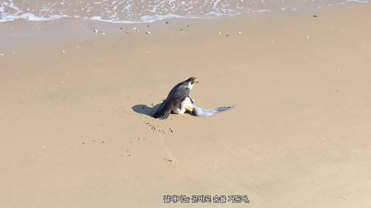 Falcon Takes Down Seagull on the Beach! 🦅🕊️