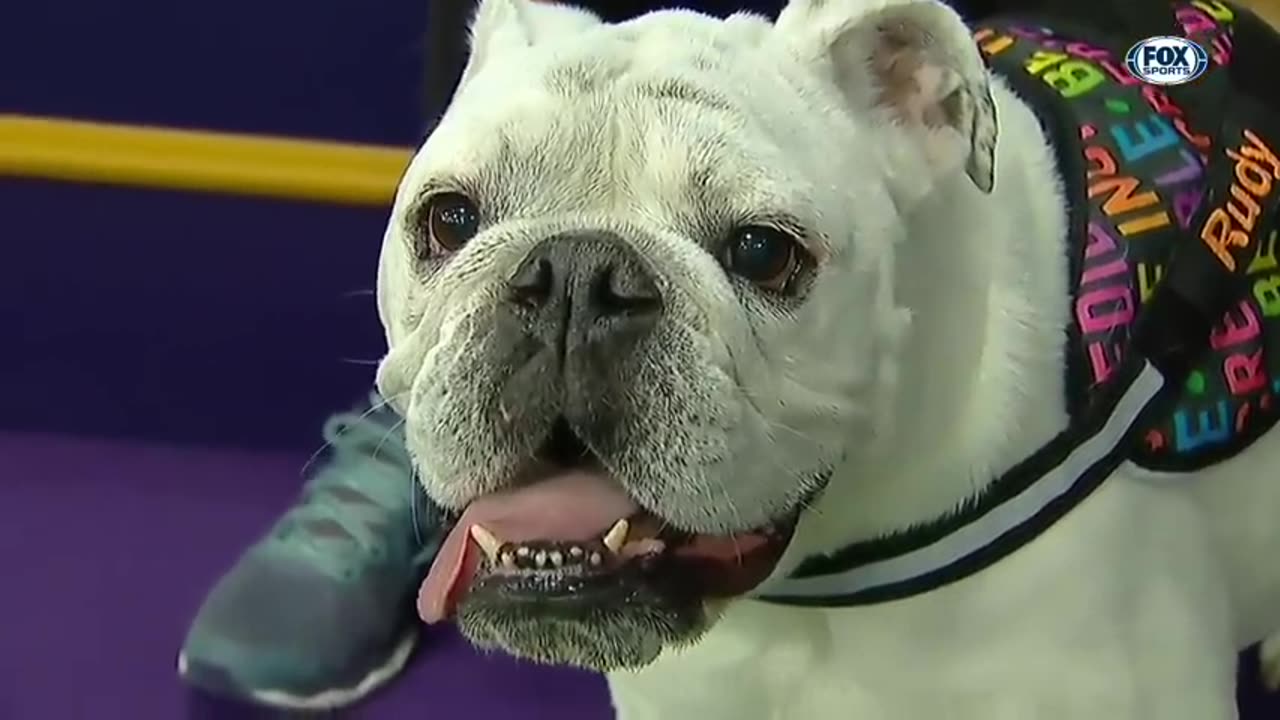 Rudy the Bulldog crush the 2019 WKC Masters Agility course | FOX SPORTS
