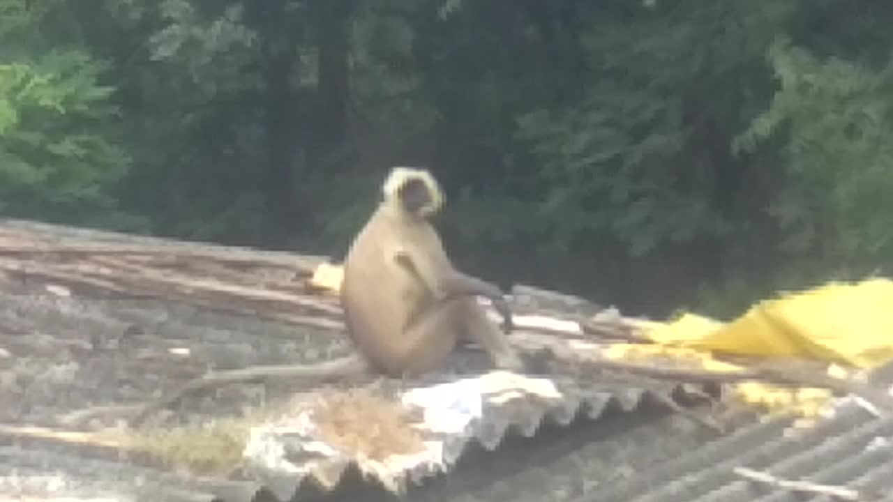 monkey