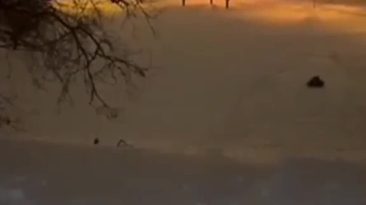 Russian easy retrieve on the snow