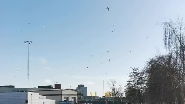 Bird in spring
