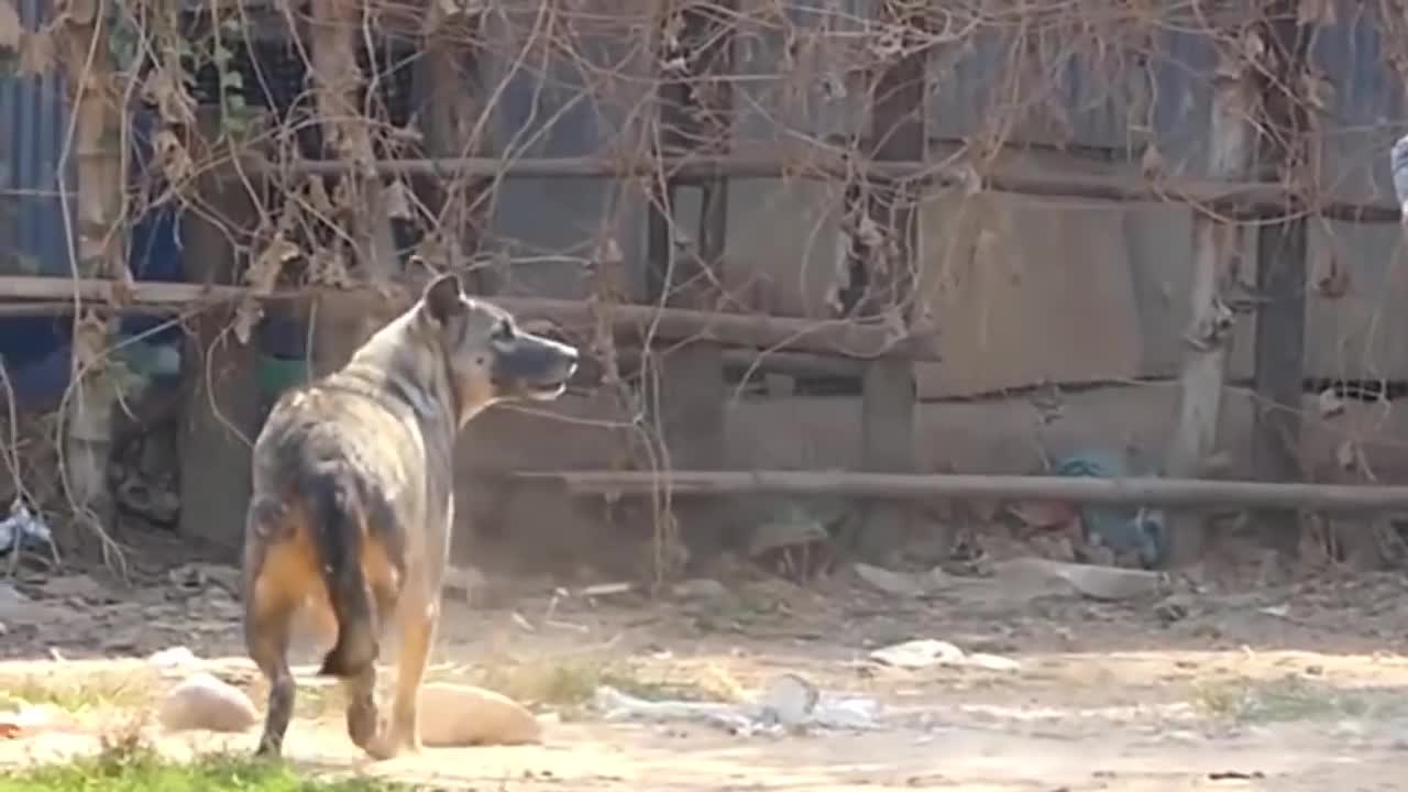 fake lion prank to dog