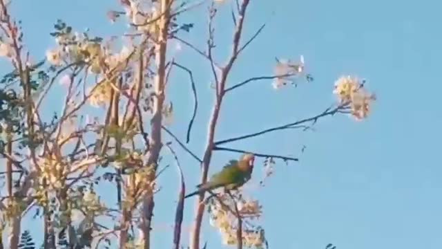 parakeets at the foot of the oleifera muringa