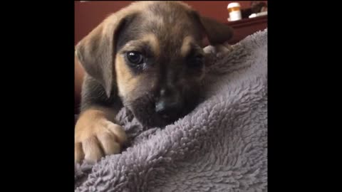 Puppy really likes his blanket