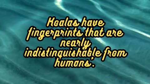 Animal Facts Koalas #shorts