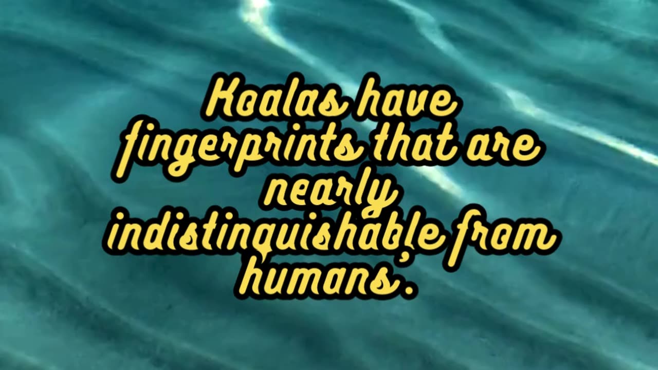 Animal Facts Koalas #shorts