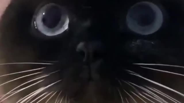 Watch till the end!!funny baby cat🐈