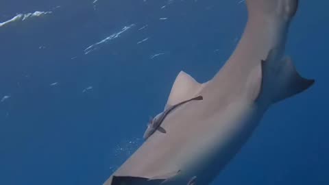 Wildlife