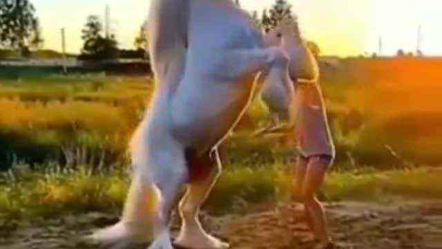 Beautiful Horse Play with Girl