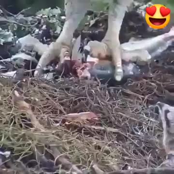 The eagle gives food to its children