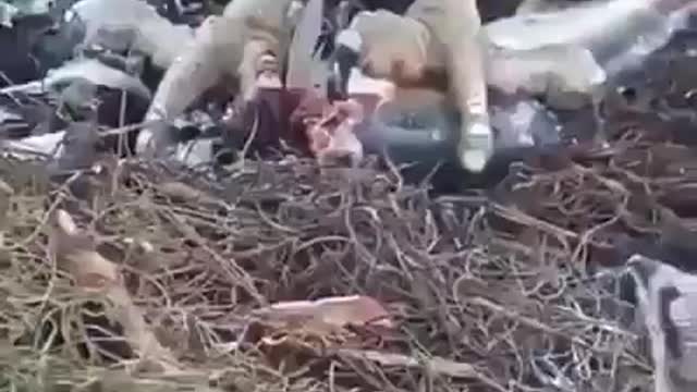 The eagle gives food to its children