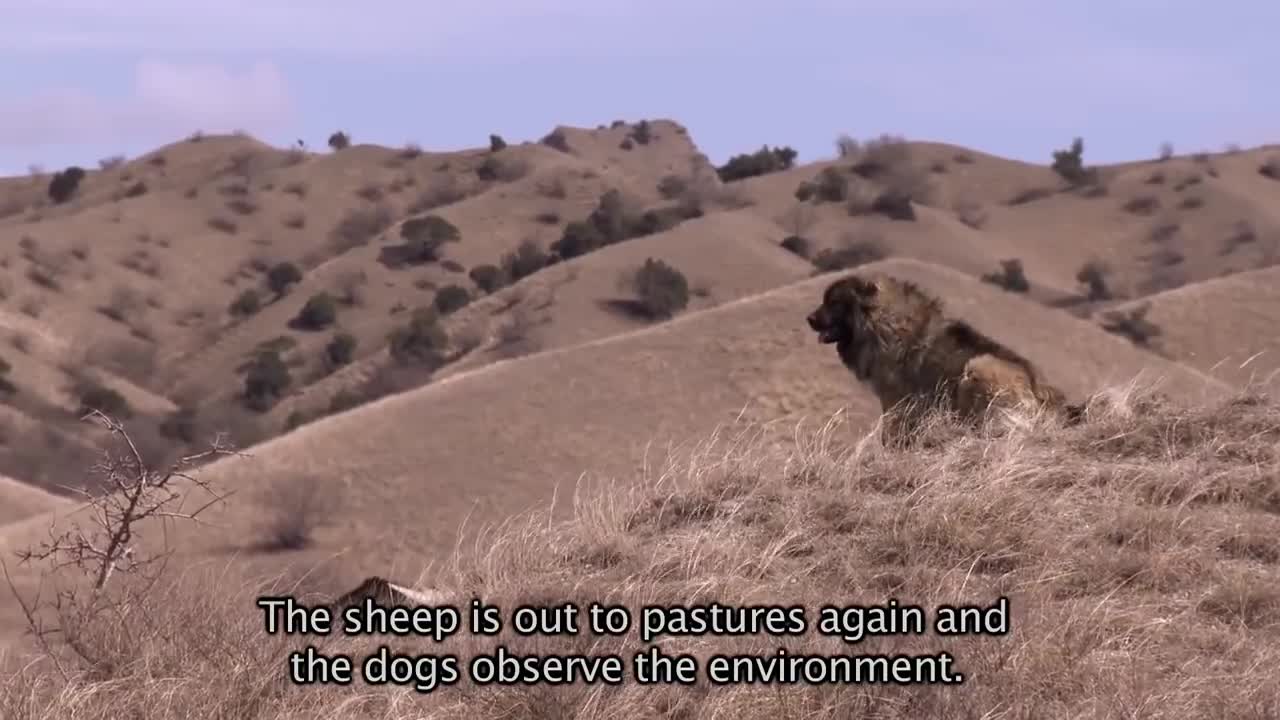 Georgian Caucasian Shepherd | Kavkasiuri nagazi