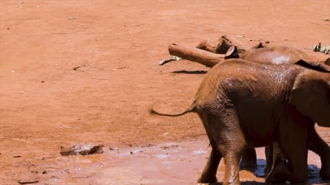 African suitor the giant fig elephant