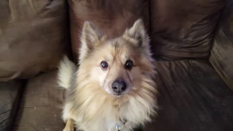 GERMAN SHEPHERD MIX POMERANIAN EXCITED WITH THE OWNER