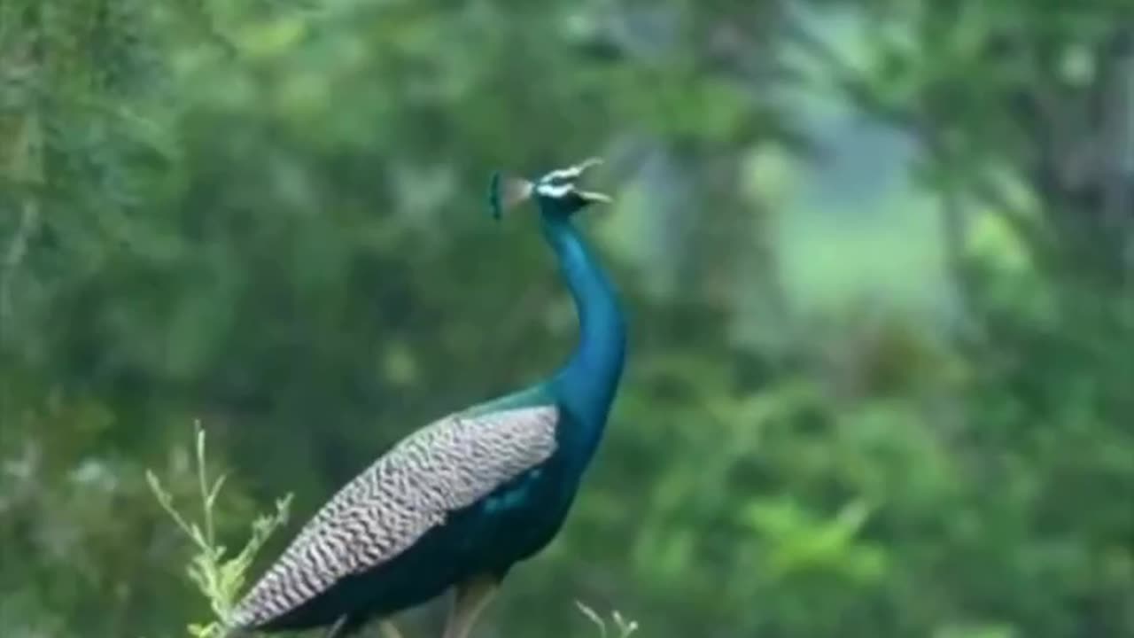 Animals