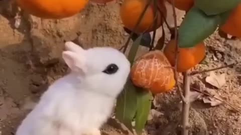 Funny animal videos