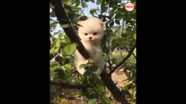 funny puppies
