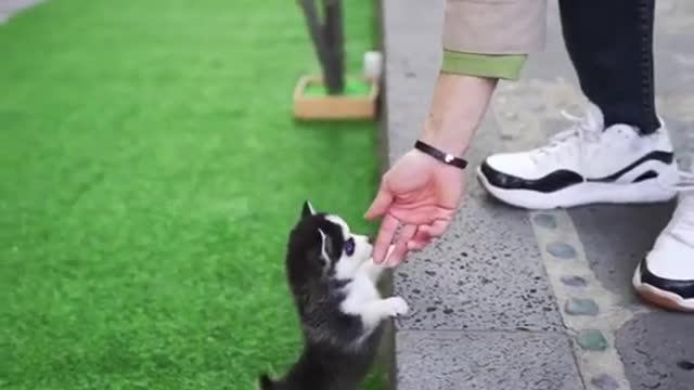 Micro Husky Puppy ''Real''' (Video used by scammers to sell lookalike toys!)