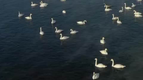 White Swans at a migration stopover 😊😍