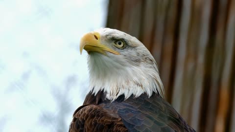 Adler bald eagle bird bird prey animal raptor