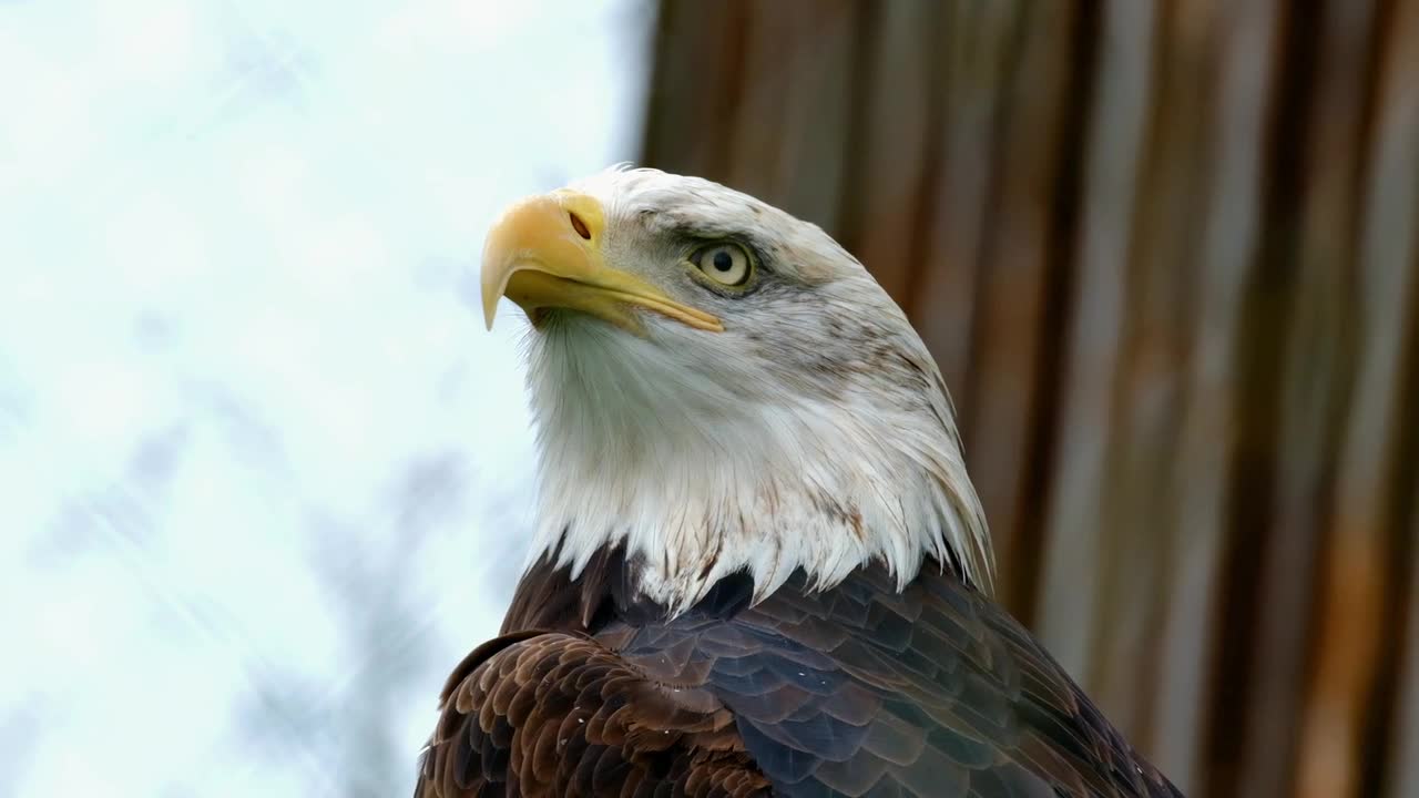 Adler bald eagle bird bird prey animal raptor