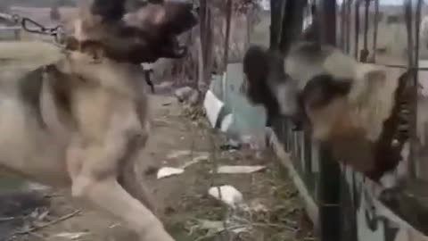 Kangal Fight Kangal