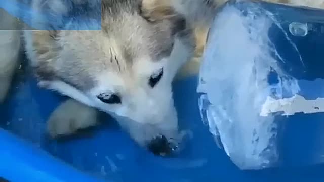 The dog that drinks cold water