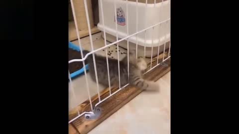 Cuteness at Best for Pets