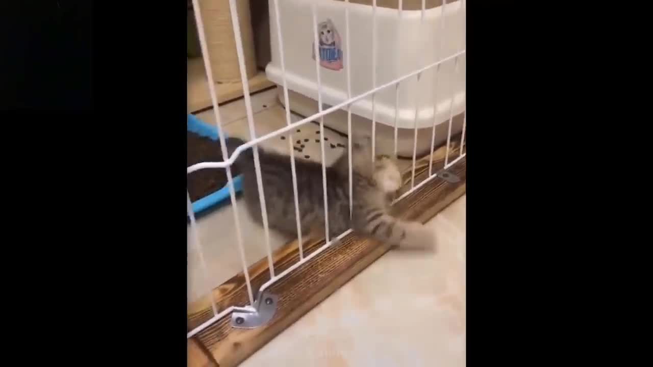 Cuteness at Best for Pets