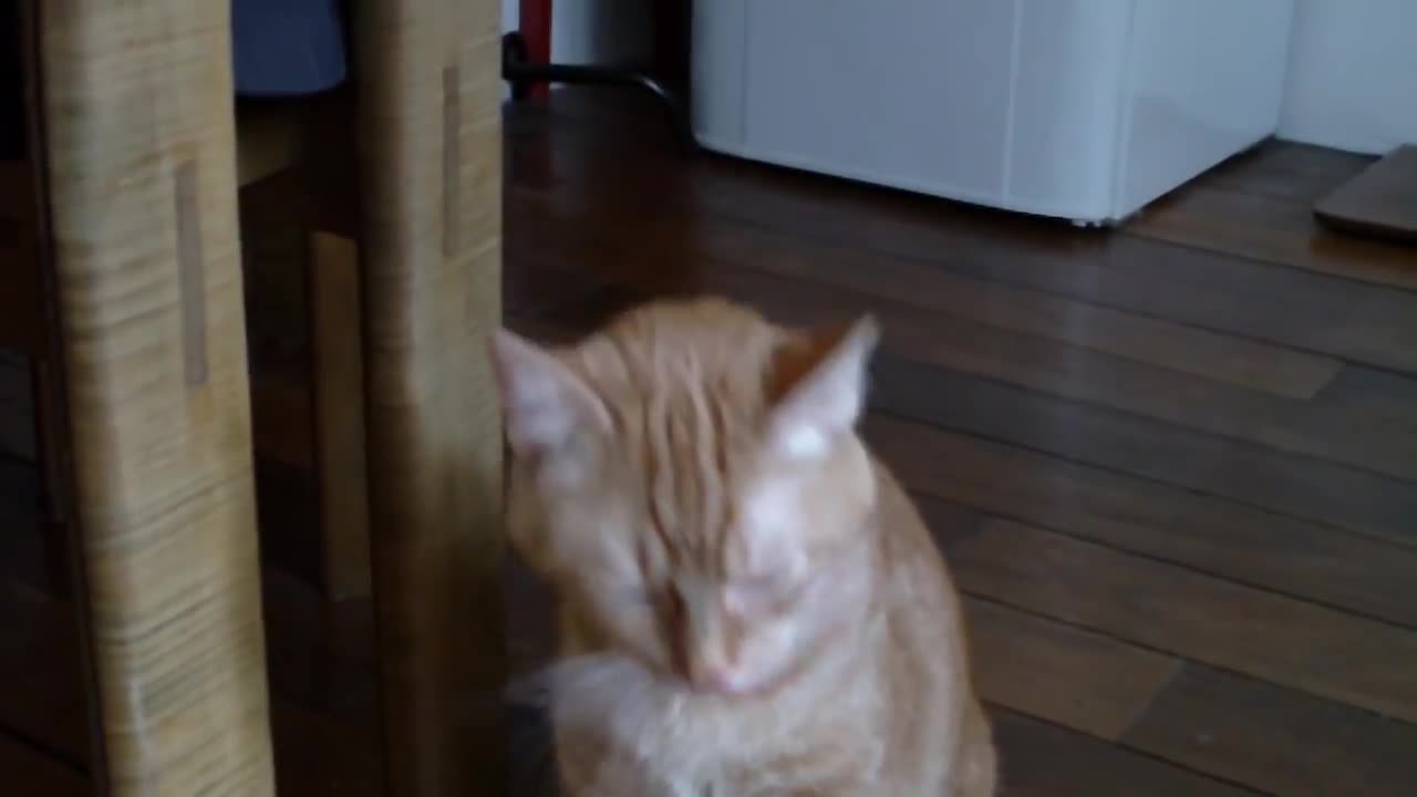 littel cat sneezing