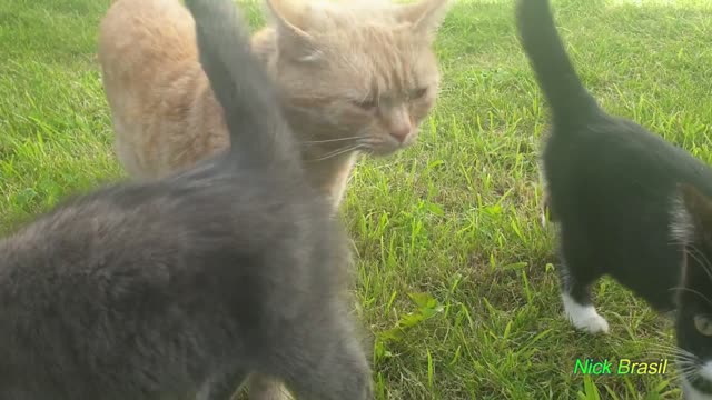 Os mais lindos Gatos Miando