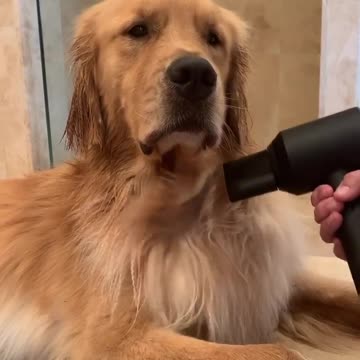 Glamorous Golden Retriever gets ready for the red carpet