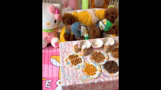 Funny Pets - Baby Dogs went Crazy ! Episode 2