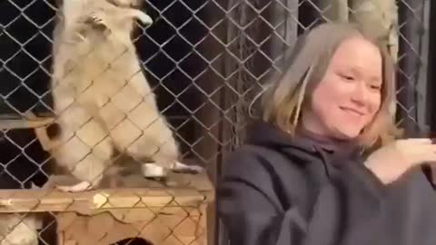 Cat dance funny