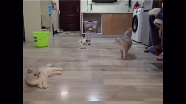 Wtf cats?