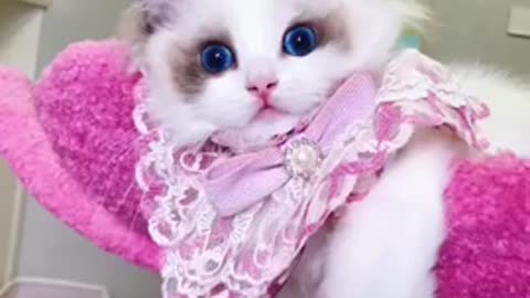 princess cat,short cute animals.