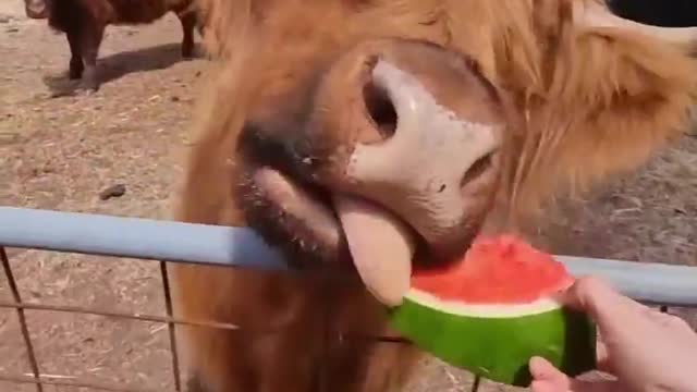 Cow Eat Watermelon But Child Very Excited