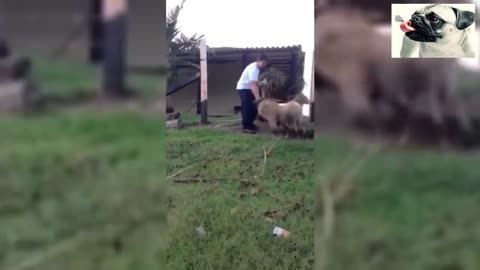 Funny sheep attacking people 9