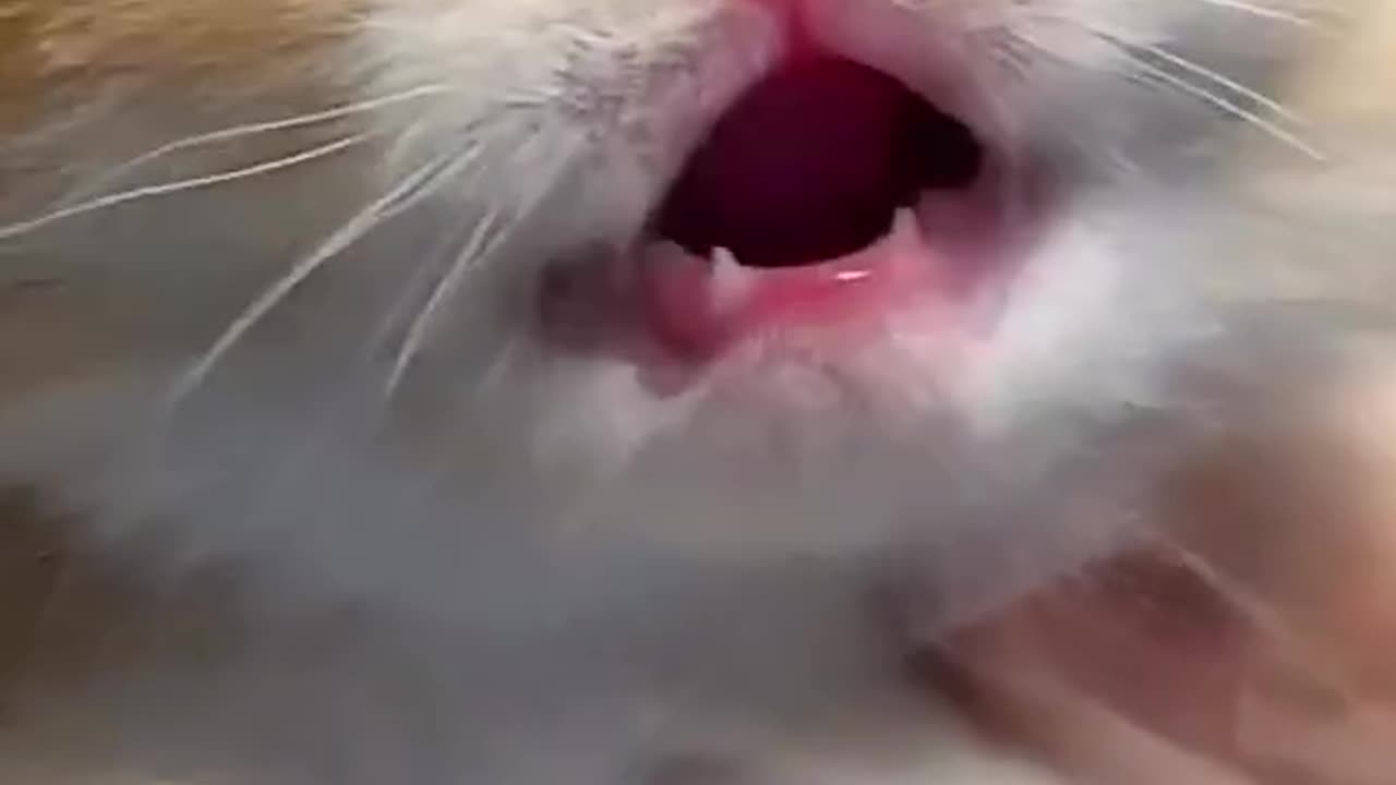 Cat feel to crying